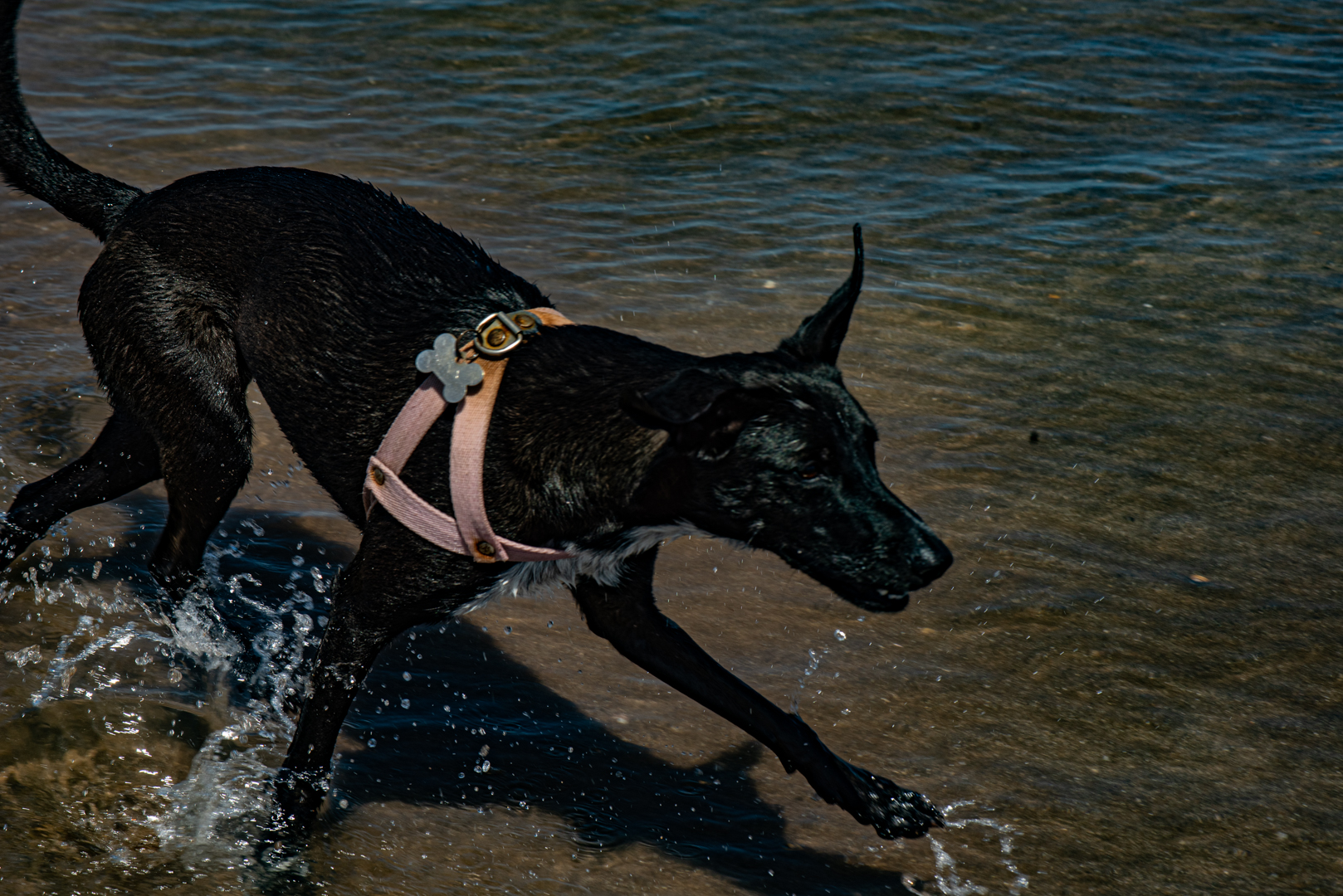 perro corriendo en la playa